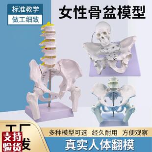 自然大女性骨盆标本模型髂骨坐骨耻骨产后K康复盆底肌教学演示模