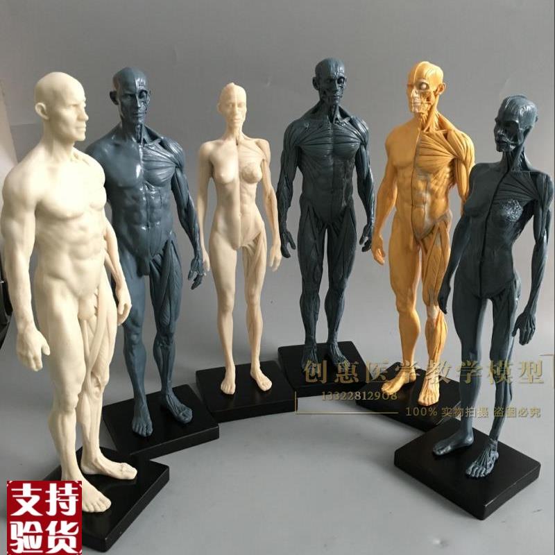 CG参考医学头雕绘画头骨模型半身像艺H用人体肌肉骨骼解剖结构美