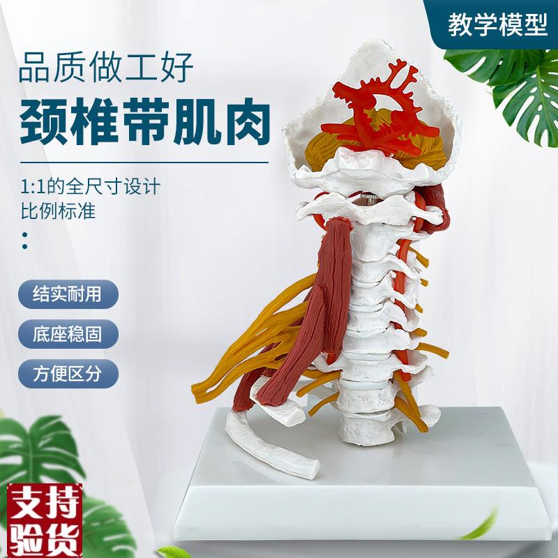 高级颈椎带肌肉椎动脉后枕u骨椎间盘与神经模型颈椎带肌肉模型颈