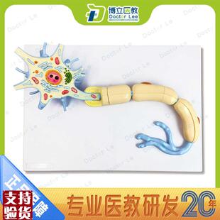 神经元模型大脑解剖模u型神经细胞纤维树神经放大模型