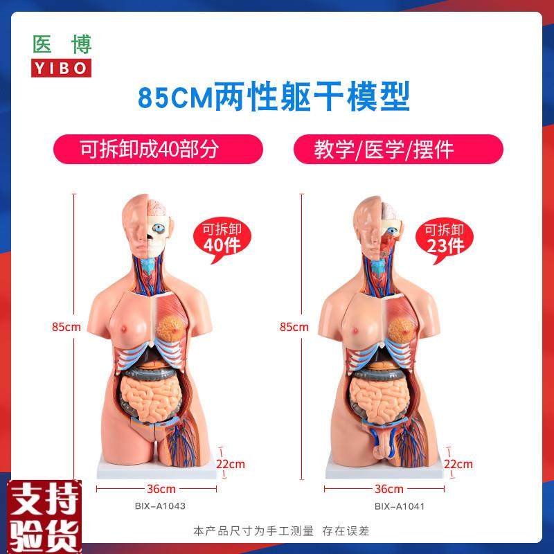 85CM两性躯干解刨模型可拆卸40件男女性躯干及内脏器官拆卸模型男,文具电教/文化用品/商务用品,教学标本/模型,淘宝优惠券,粉丝福利购,淘宝优惠卷