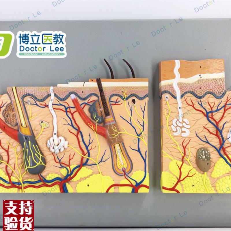 教学仿真皮e肤浮雕模型平面皮肤标本生理组织结构放大医学解剖皮
