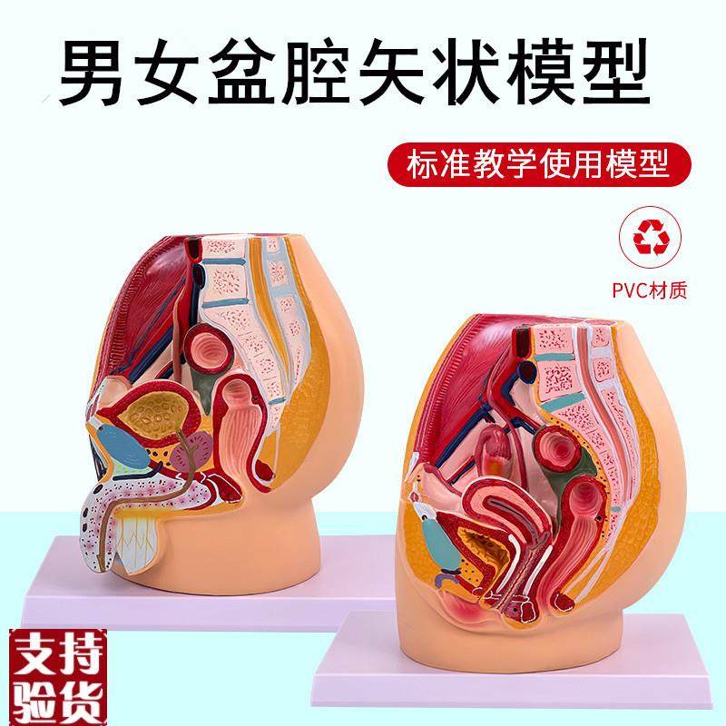 生殖模型子宫模型教c具女性生殖模器模型女性阴道模型盆腔矢状切
