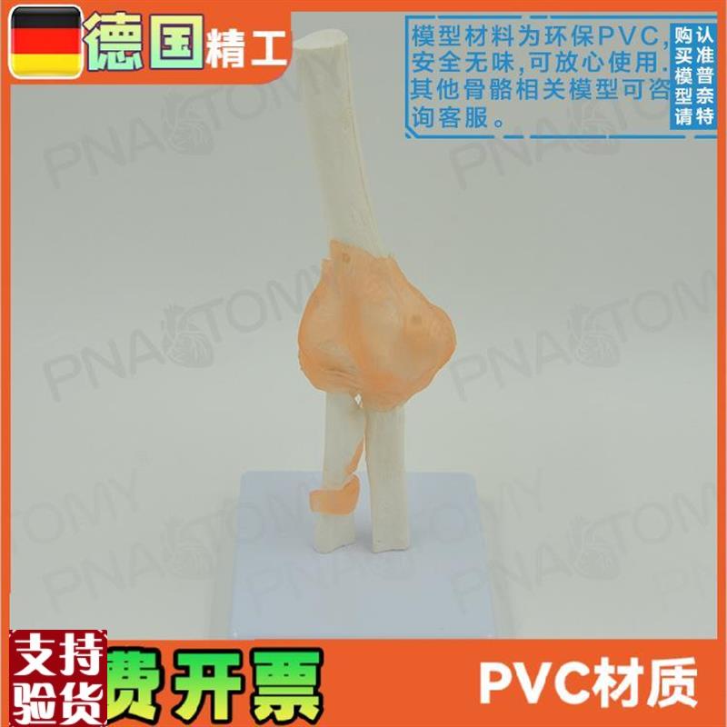 人体肘关节模型人体骨骼模型骨M关节模型运动系统