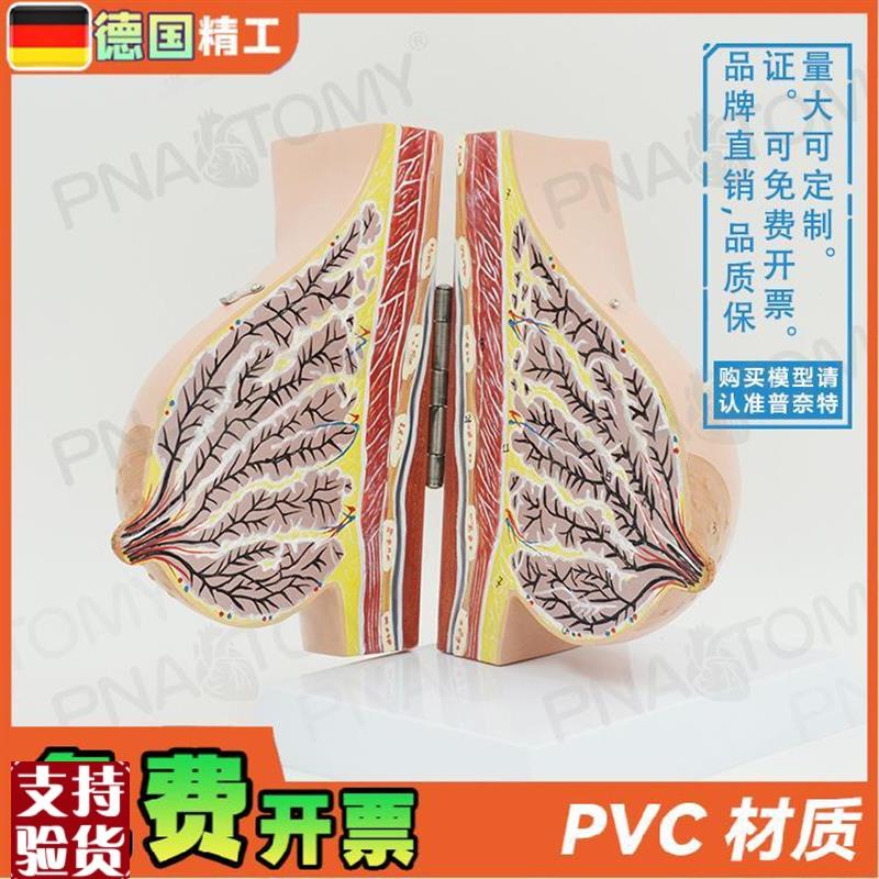 德国】仿真女g性哺乳期乳房解剖模型妇产科计生乳培训教具丰胸整