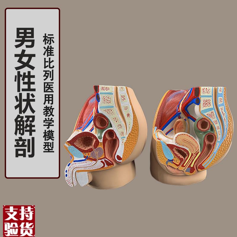 女性盆腔正中矢状切面模型男性矢状解I剖模型男性生殖器人体解剖
