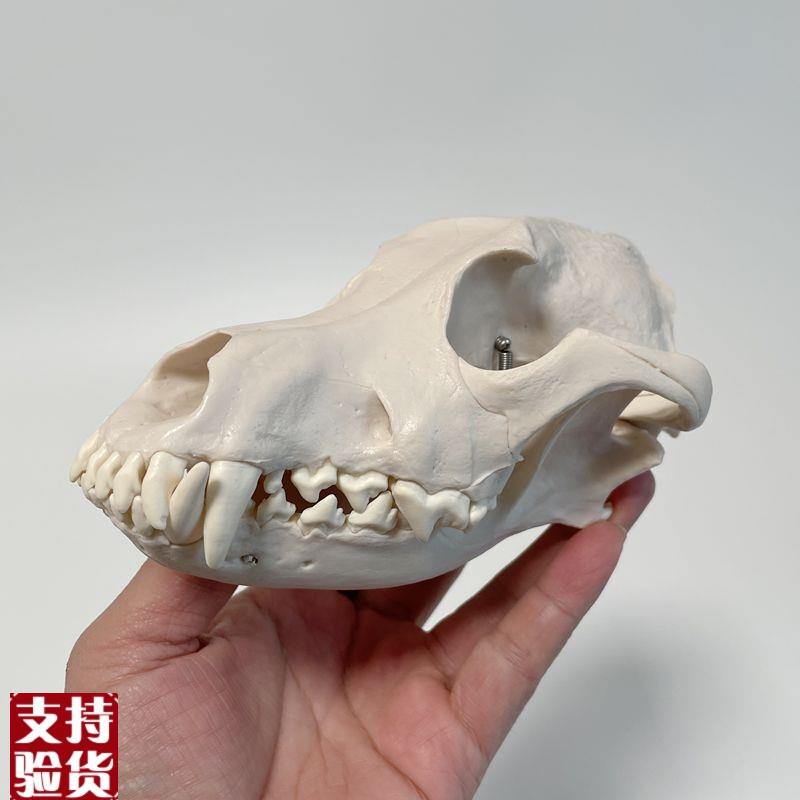 康泰动物模型犬头骨口q腔牙齿咬合仿真狗骨头兽医宠物医院摆件促