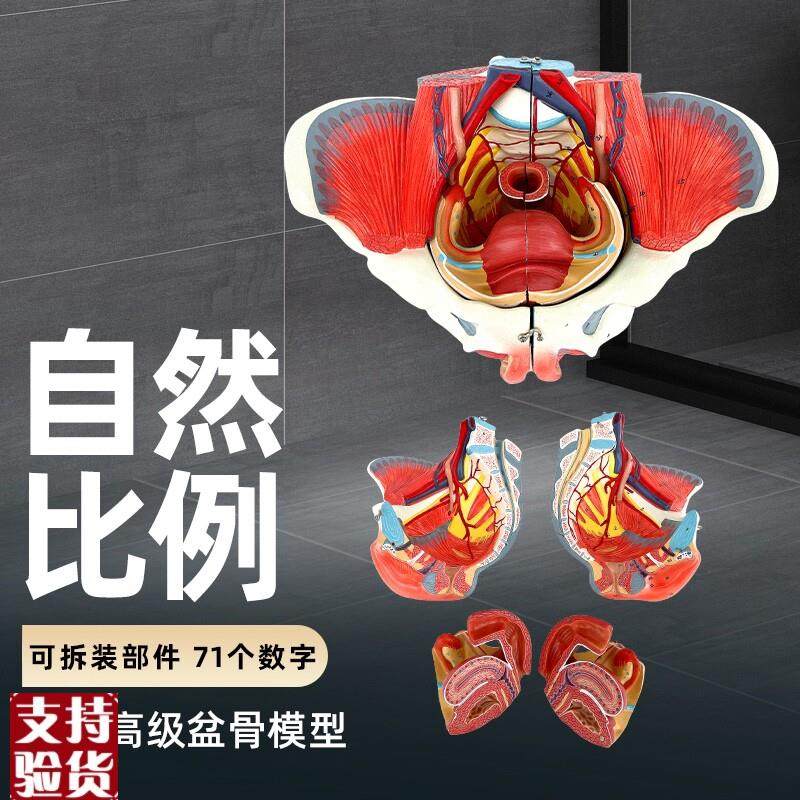 女性骨盆模型盆底肌带生殖器血管神经肌肉L子宫人体解剖教学医学