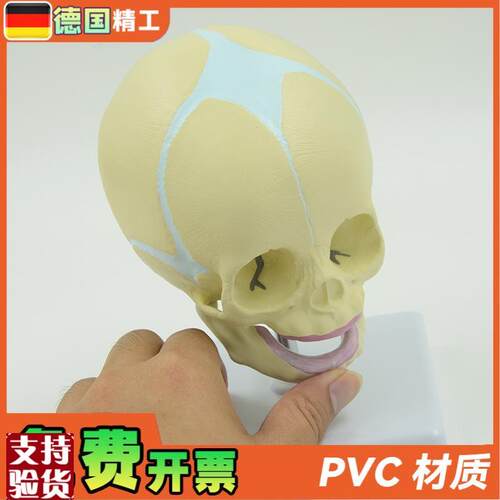 德国】婴儿头颅模型幼儿头骨模型儿科小型头颅P骨带底座可旋转骨