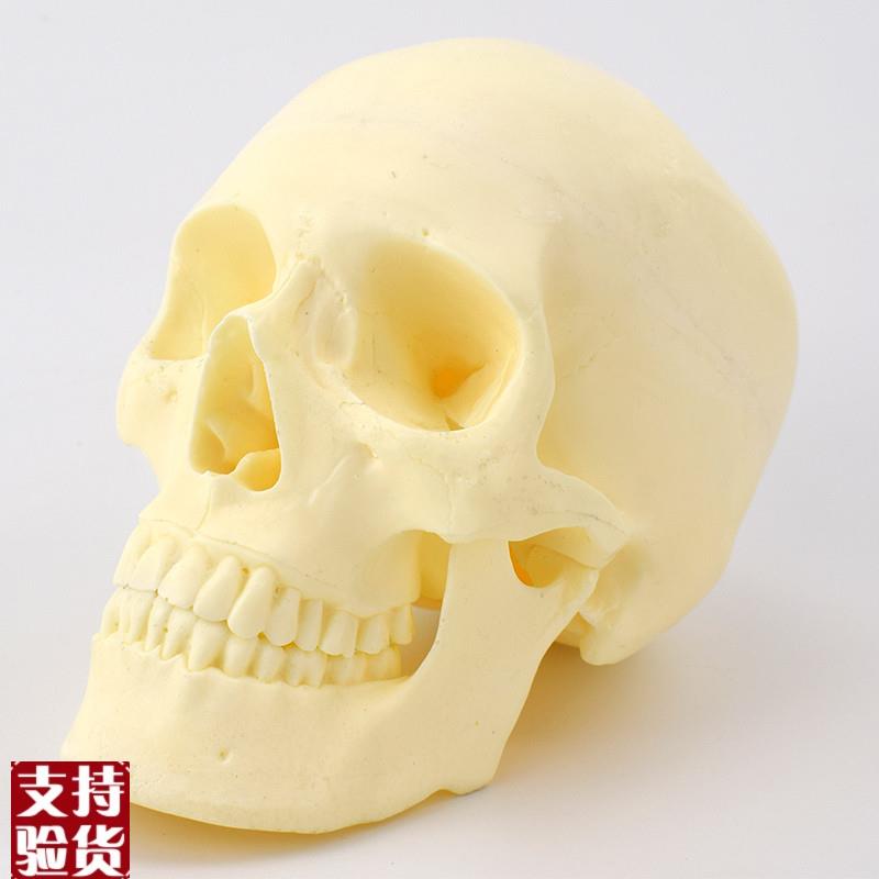 ENOVO颐诺p手术摸拟实训人体仿真头骨模型