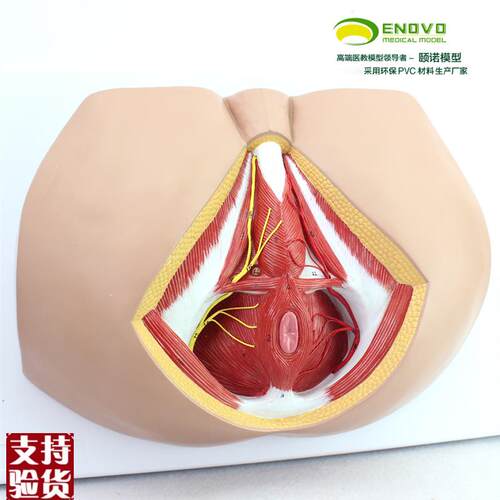 颐诺正品男性会阴盆部血管神经erineuLm解剖模型生殖泌尿肛肠科