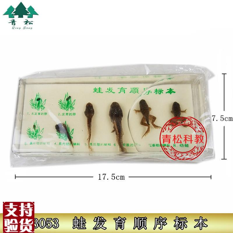 蛙发育顺序标本J43o053小学自然科学实验器初中生物材教学仪器
