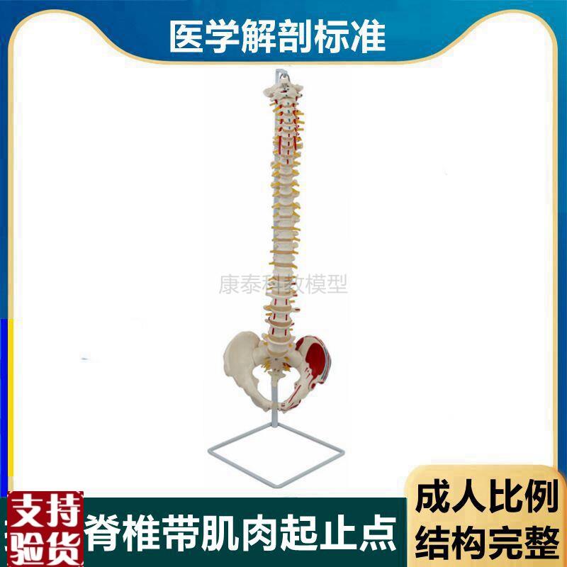 人体脊柱模型1比1仿真椎间盘脊神经F骨盆股骨头正骨医用中医按摩