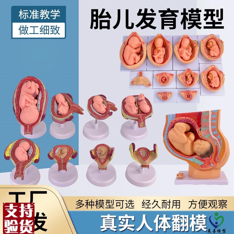 妇产科女性盆腔附足月胎儿模型妊D娠发育九个月胎儿子宫生殖模型