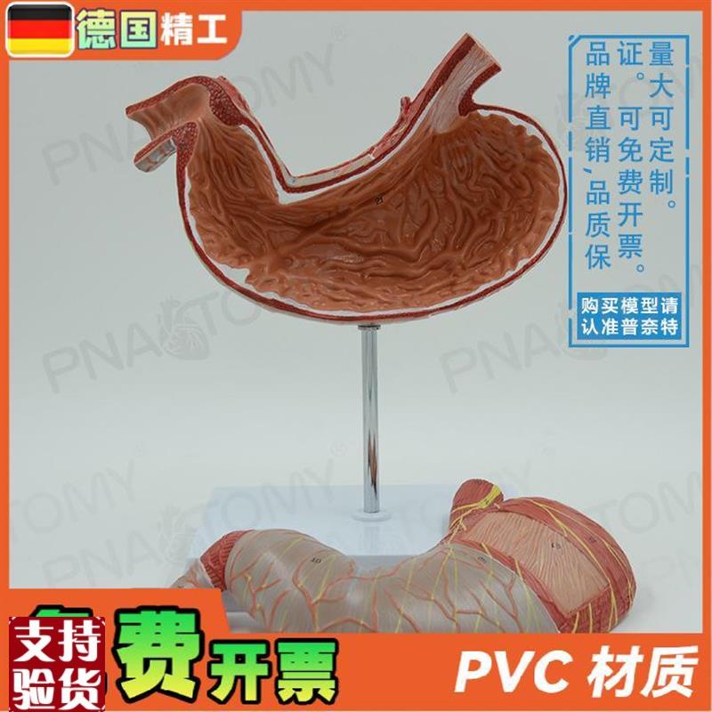 德国】人体内脏肠m胃解剖模型消化系统胃肠道胃黏膜食管教学消化