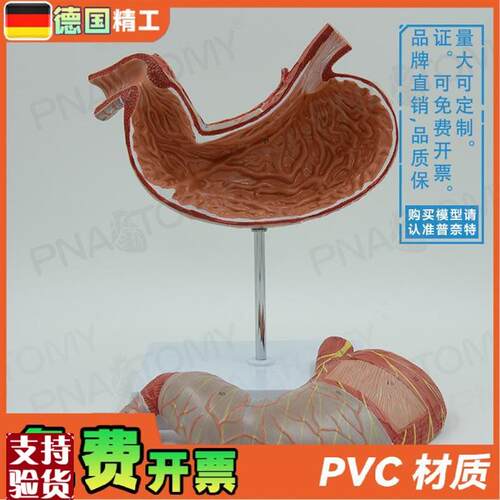 德国】人体内脏肠m胃解剖模型消化系统胃肠道胃黏膜食管教学消化