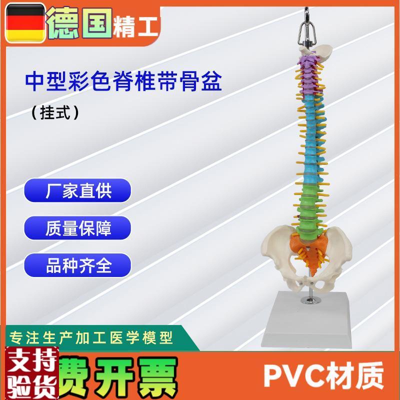 中型彩色脊椎带骨盆(挂式A)仿真人体脊椎医学演示模型