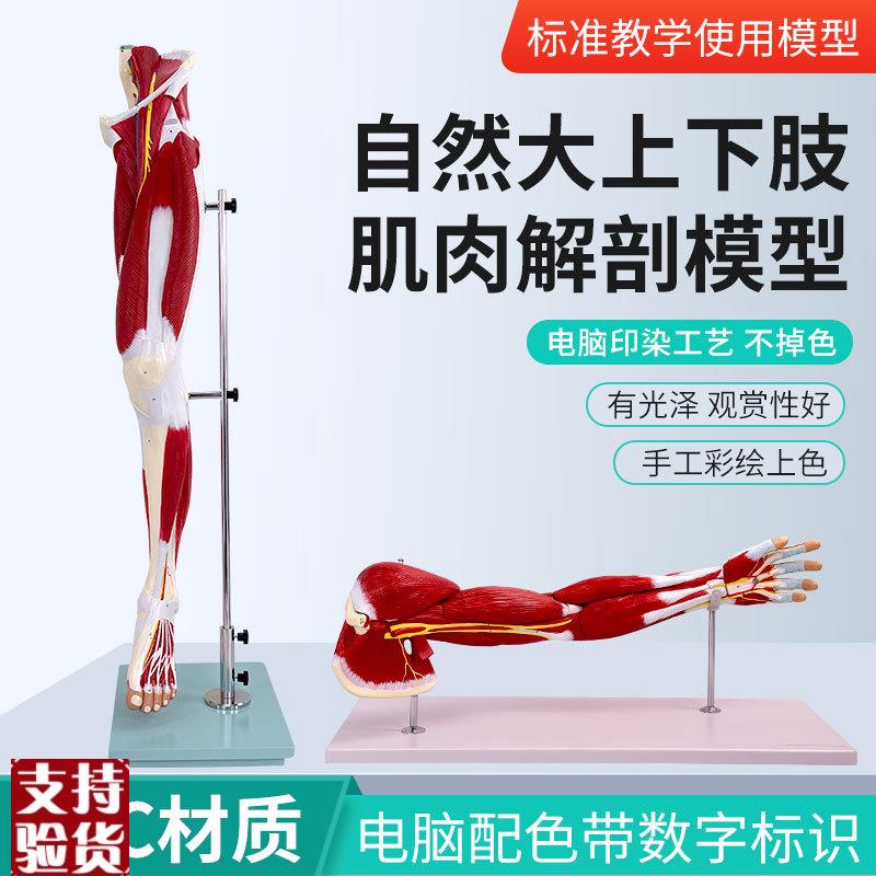 自然大上下肢肌肉l附血管神经解剖模型人体手臂肌肉构造运动系统