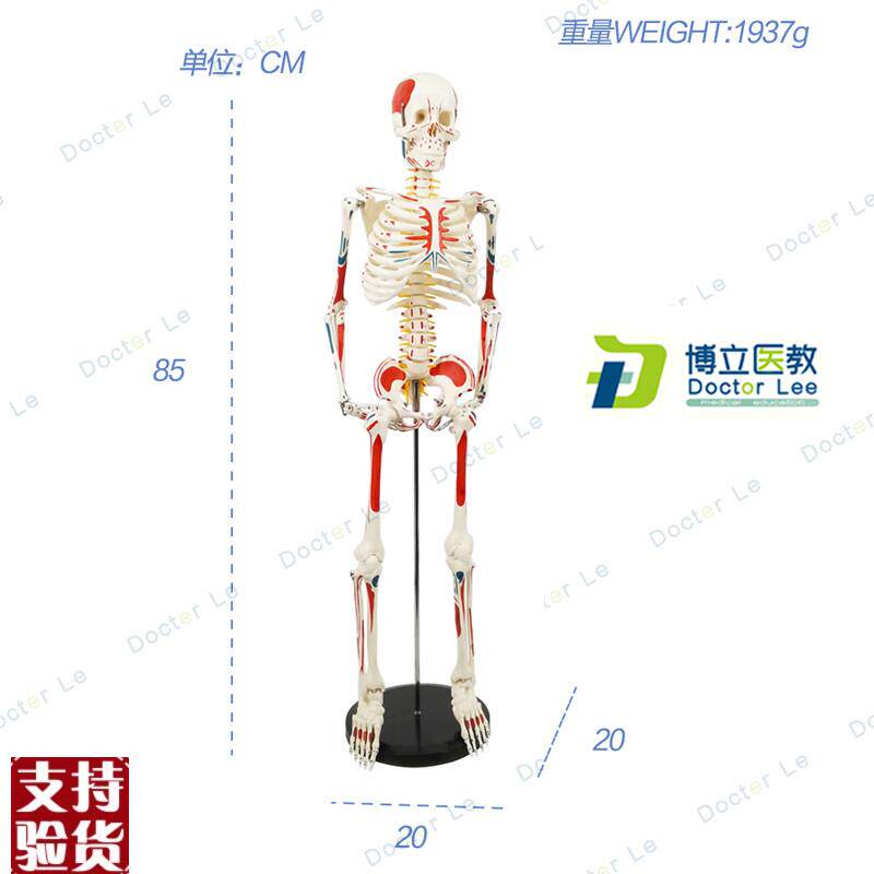 85CM人体骨骼模型神经肌肉起止骨架G瑜伽教学脊柱用骨架人体模型