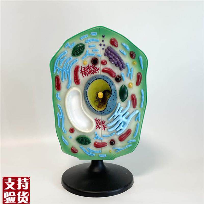 植物细胞模型f可拆卸叶绿体细胞器初中高中生物课教学仪器展示装