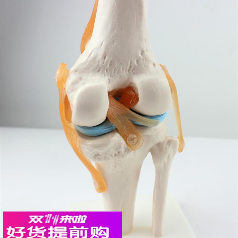 ENOVO颐诺医学人体功能性膝关节模型韧带滑车关节人体骨关节髌骨