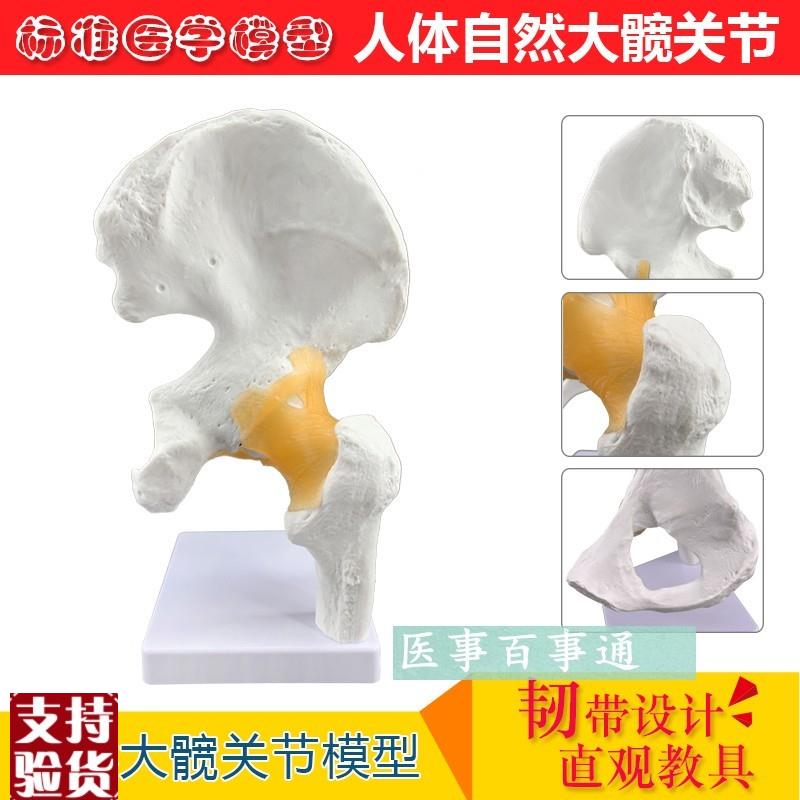 厂价直销大型髋关节模型人体关节骨骼骨架模O型医用人体标本模型