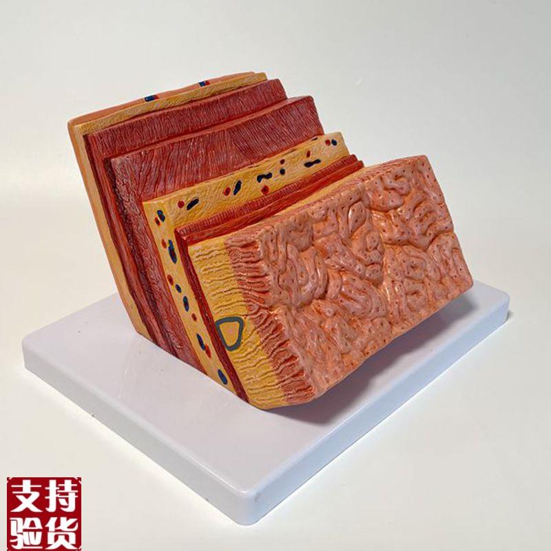 康泰医学模型胃壁层次放大浆膜医药F消化科展示胃解剖放大肌层血