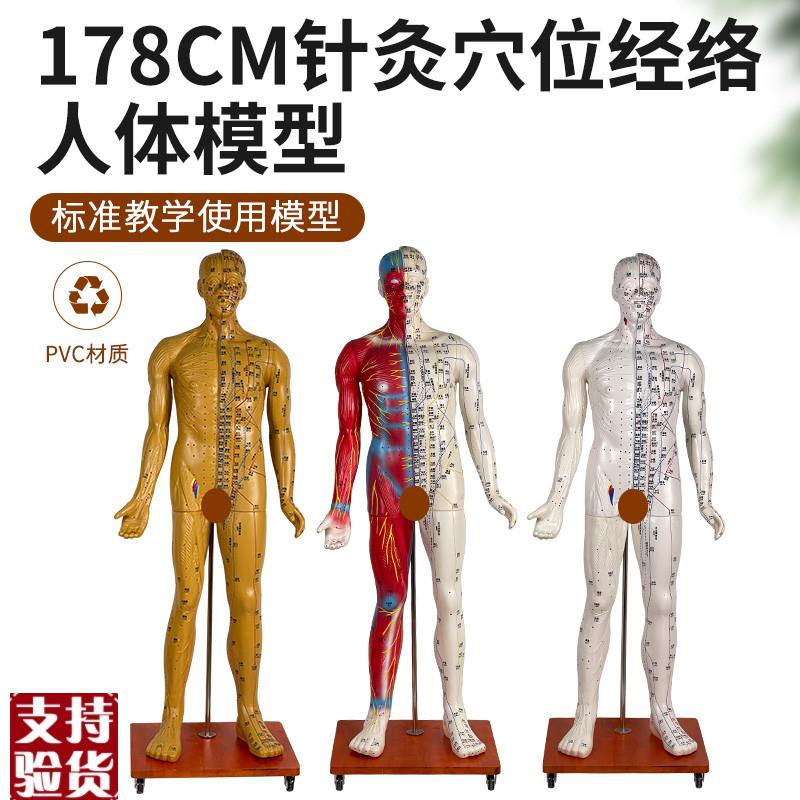 170CM人体针灸模型针灸铜人模型B170CM经络穴位人体经络模型铜色