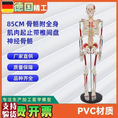 85CM附全身肌肉起止带椎间盘神经骨骼X人体骨骼模型