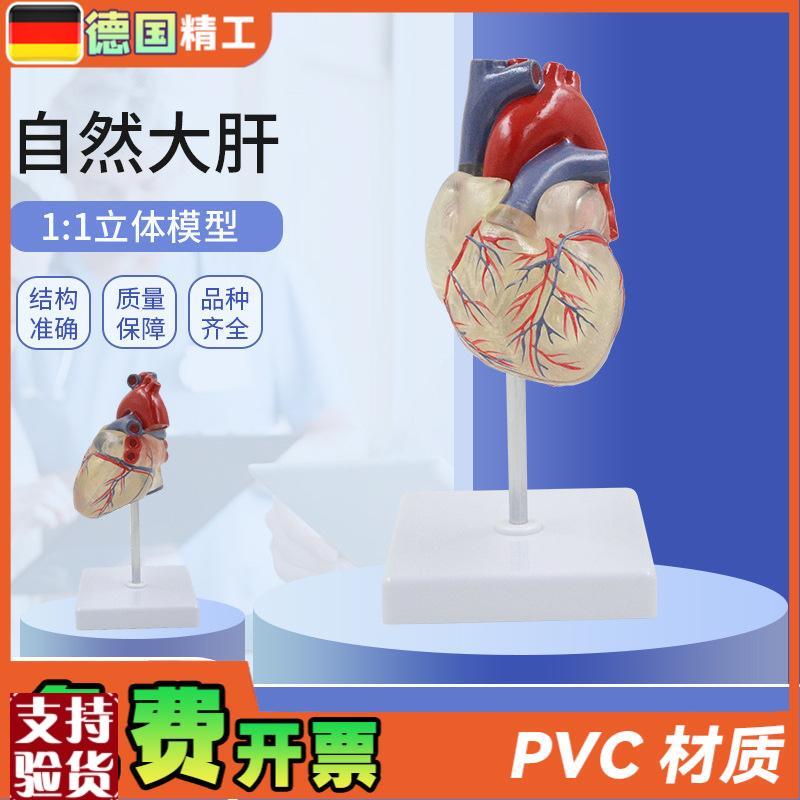 德国】透明心脏模型血管透明肺气管支气管树连心U脏模型透明肺段