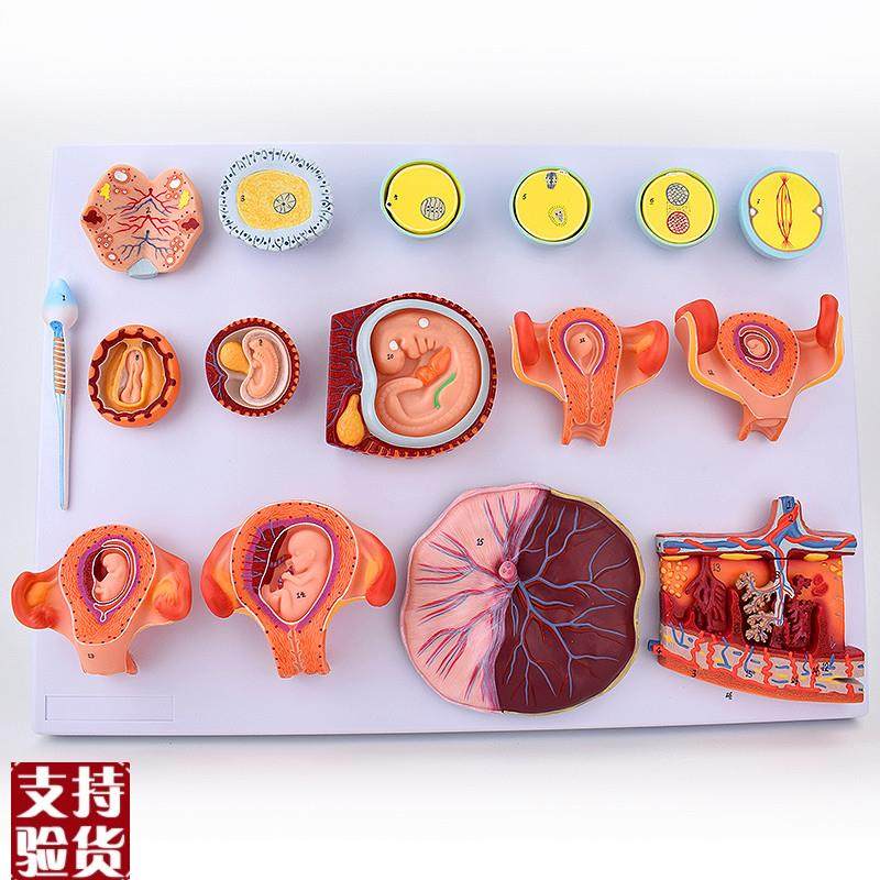 ENOVO颐诺受精与早期胚胎发育过程模K型组织胚胎教学示教模型胚,文具电教/文化用品/商务用品,教学标本/模型,淘宝优惠券,粉丝福利购,淘宝优惠卷