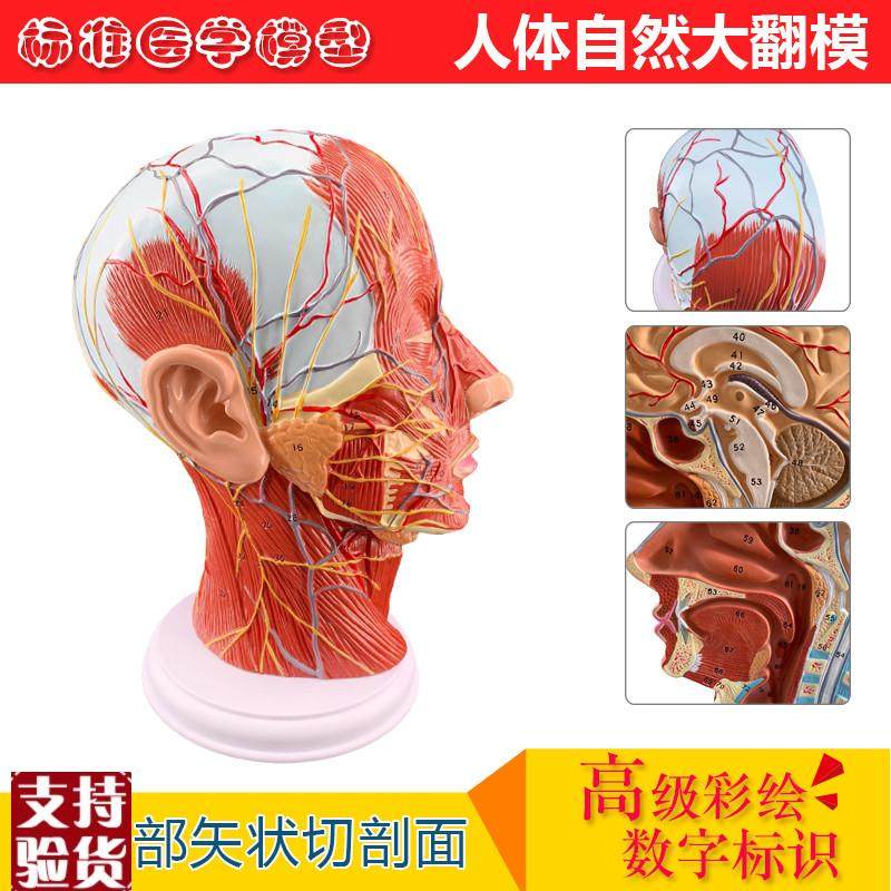 头浅表模型带肌肉神经血管模型美容面部神O经微整形模型解剖模型