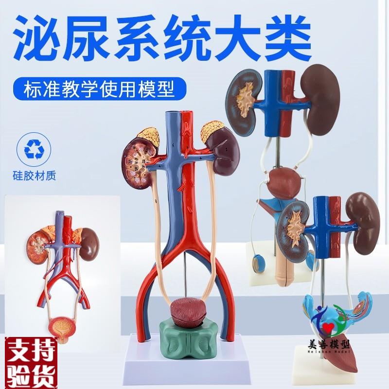 医学女性c泌尿生殖系统模型男性生殖解剖肾脏女性子宫膀胱模型