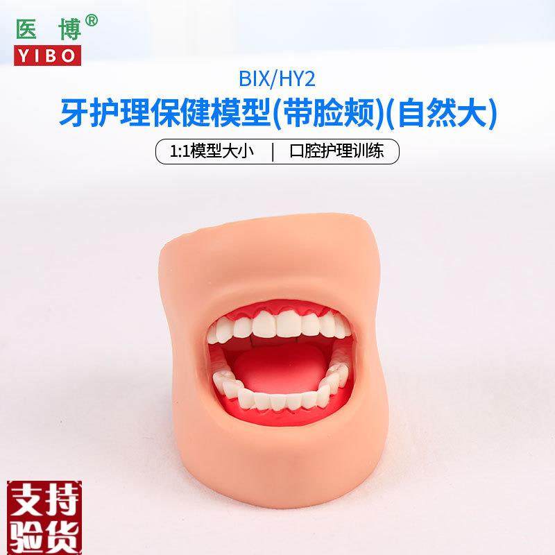 医博BIX-dHY2牙齿保健护理模型带脸颊正常大小1比1牙齿模型口腔护,文具电教/文化用品/商务用品,教学标本/模型,淘宝优惠券,粉丝福利购,淘宝优惠卷