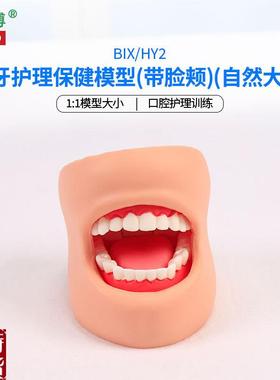 医博BIX-dHY2牙齿保健护理模型带脸颊正常大小1比1牙齿模型口腔护