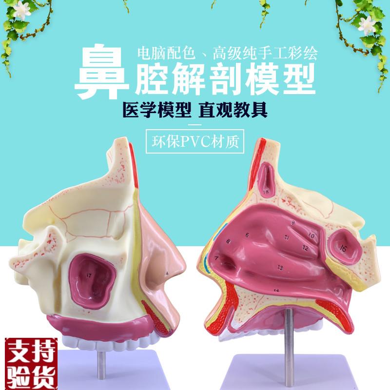 1比1鼻腔鼻解剖鼻子r模型五官科眼耳鼻喉器官模型医用包邮
