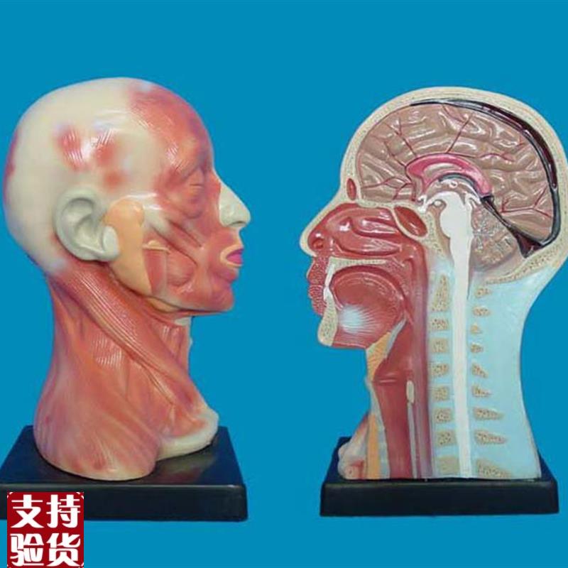 包邮人体头.颈.面p局部解剖模型头颅解剖模型人体模型