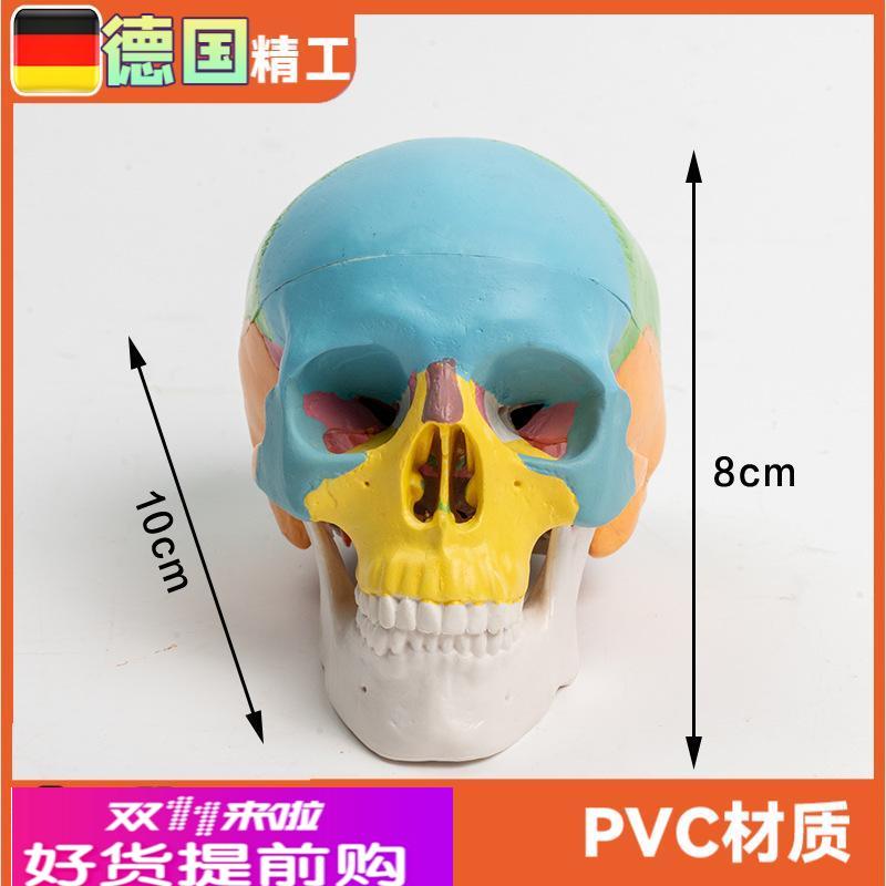 可拆卸彩色头骨模型3部件口腔美术参考骷髅头可活动雕塑写生