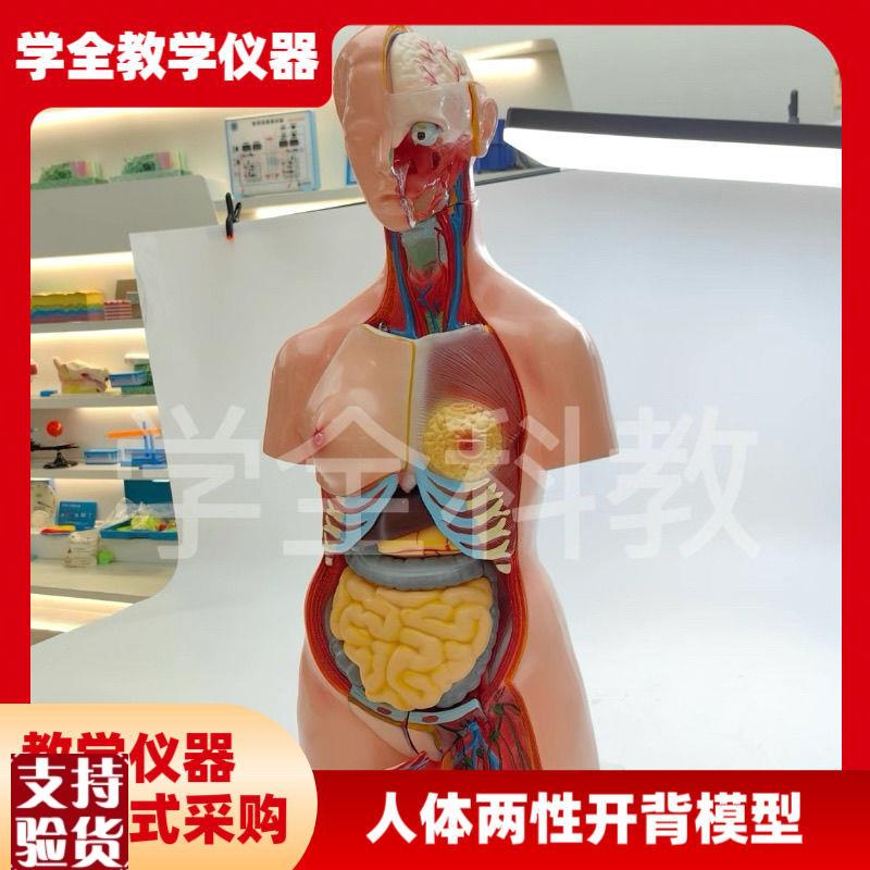 人体器官身体结构解剖模型85cm两性G开背全身内脏拼装躯干解刨模