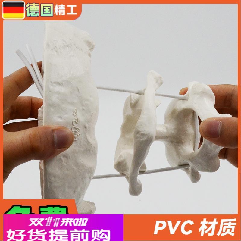 德国】人体枕骨带寰椎枢椎可活动拆卸骨骼放大模型医用教学正骨演