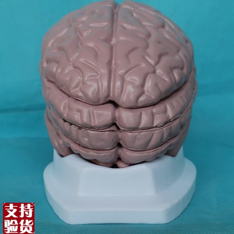 成人脑水平横向切o模型人体脑解剖医用教学讲解展示