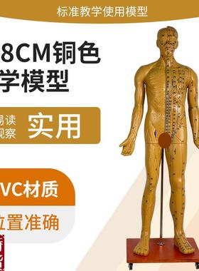 178CM人体针灸穴p位男性模型中医经络穴位模型针灸医用十二铜人