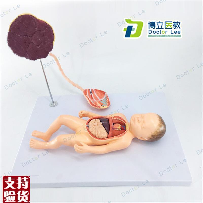 胎儿血液循环模型出生婴儿脐带D胎盘模型婴儿内脏可拆卸组装