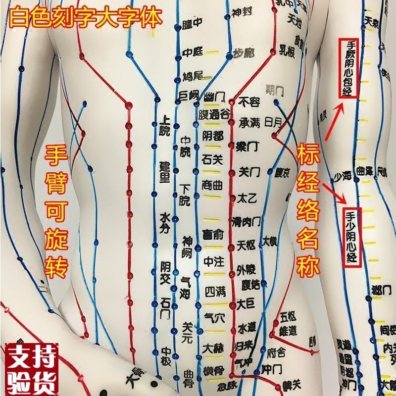 中医针灸人体穴位十二经络模型小皮人可扎针P全身教学练习模特图