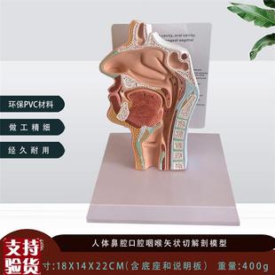 人体鼻腔解剖模型口腔咽喉耳w鼻喉科教仪医用医学教学模型厂家直