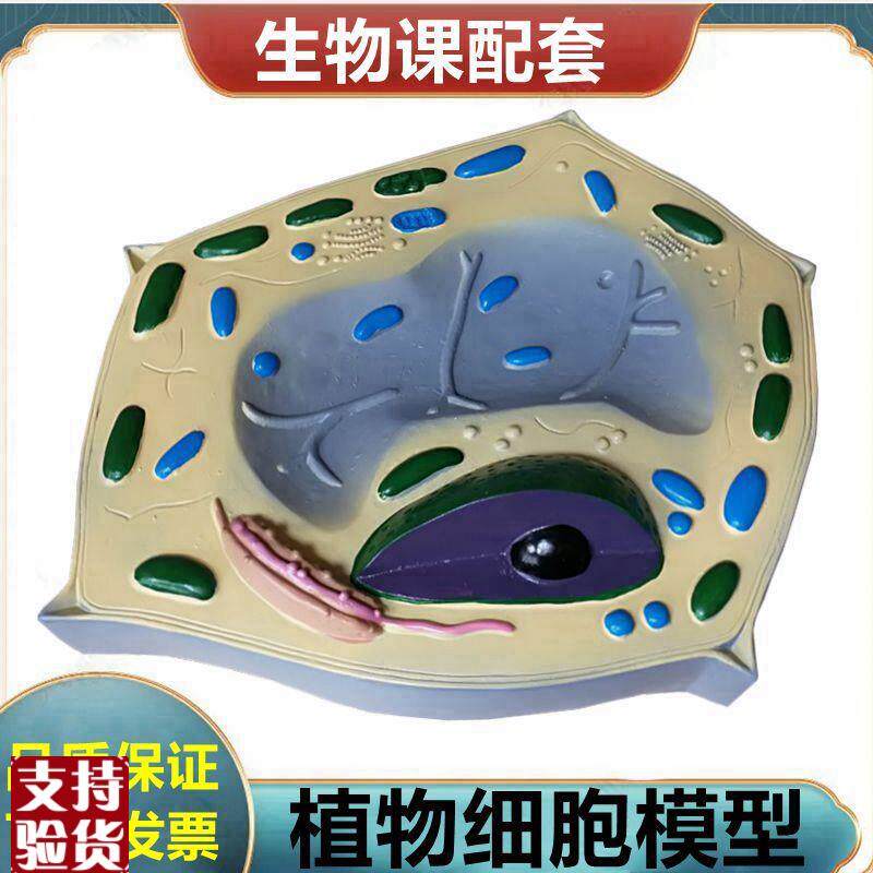 植物细胞模型细胞器p叶绿体中学生物课展示植物根尖芽胚发育
