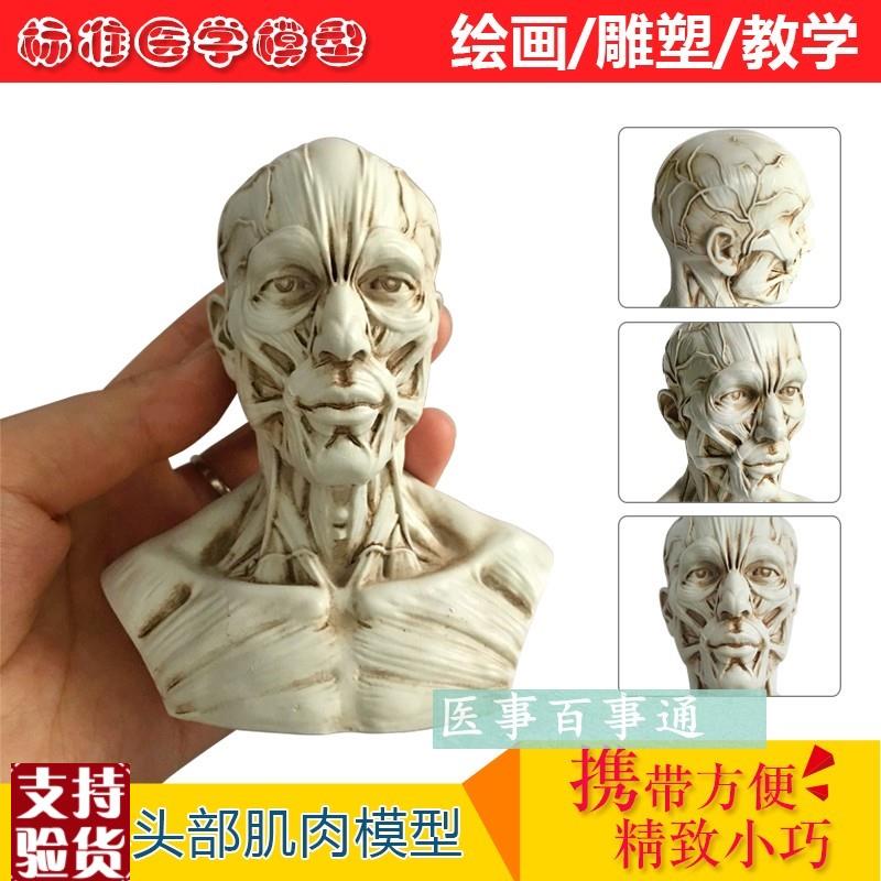 树脂骷髅头绘画半身像人头骨艺用人体肌肉骨P骼解剖结构模型美术