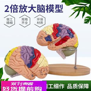 2倍大腦功能分區(qū)模型色彩區(qū)分腦放大腦干模型可拆卸4部件教學(xué)醫(yī)學(xué)
