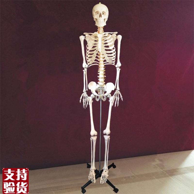 成人骨骼模型176cm高人体仿真骨架关节活动P医用教学美术四肢可拆