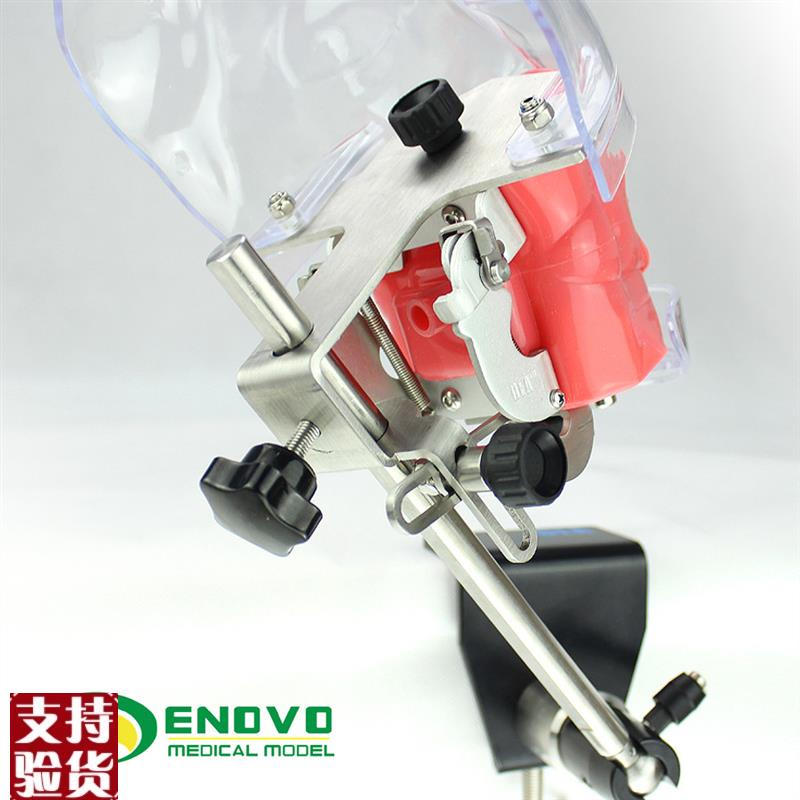 ENOVO正品高端m专业口腔科仿生头模牙医齿科教学系统备牙齿模型